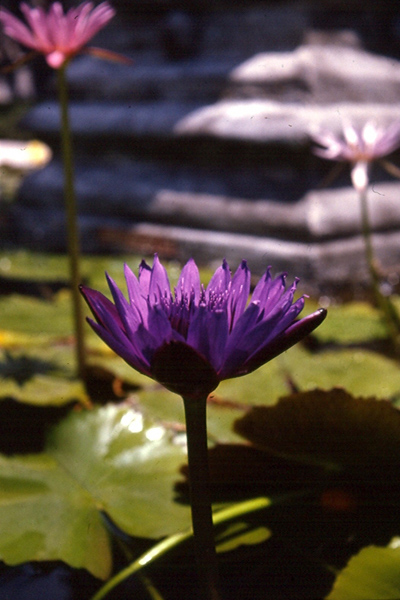 N capensis var zanzibariensis 2